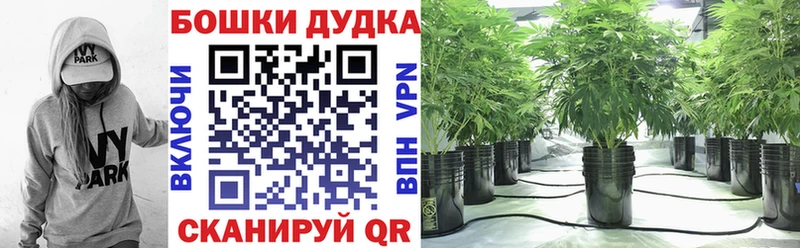 Бошки марихуана планчик  ссылка на мегу сайт  Калининград 
